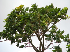 Ficus arnottiana