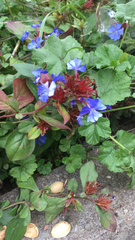 Ceratostigma
