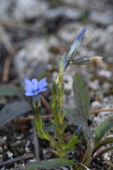 Gentiana prostrata