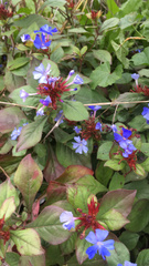 Ceratostigma