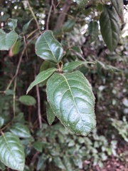 Viburnum tinus