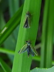 Entomophthoraceae