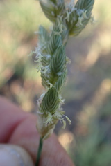 Eragrostis superba