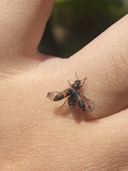 Astylus cyanerythrus