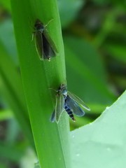 Entomophthoraceae