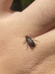 Astylus cyanerythrus