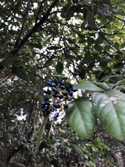 Viburnum tinus