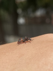 Astylus cyanerythrus