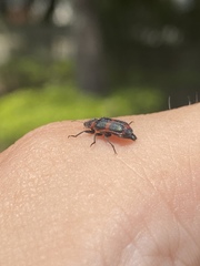 Astylus cyanerythrus