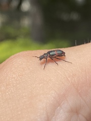 Astylus cyanerythrus