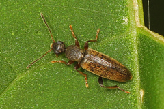 Macratria murina
