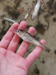 Merlangius merlangus