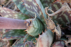 Aloe grandidentata