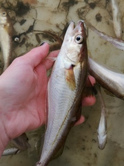 Merlangius merlangus