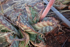 Aloe grandidentata