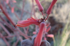 Aloe grandidentata