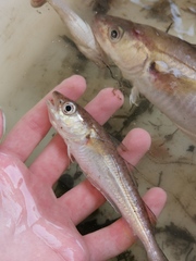 Merlangius merlangus