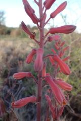 Aloe grandidentata
