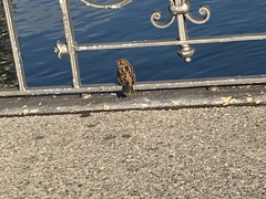 Passer domesticus domesticus