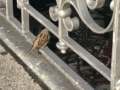 Passer domesticus domesticus