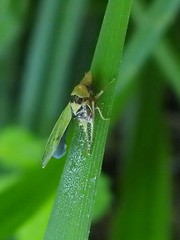 Entomophthoraceae
