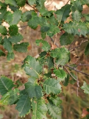 Quercus × cerrioides