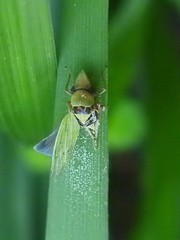 Entomophthoraceae