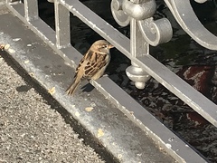 Passer domesticus domesticus