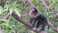 Macaca silenus