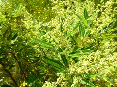 Searsia angustifolia