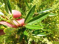 Searsia angustifolia