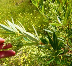 Searsia angustifolia