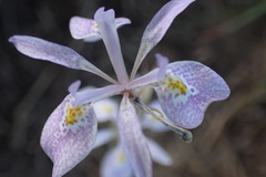 Moraea simulans