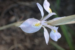 Moraea simulans