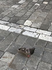 Columba livia domestica