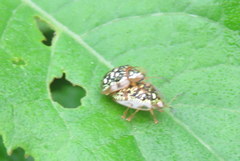 Cteisella confusa