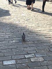 Columba livia domestica