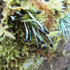 Pilophorus acicularis