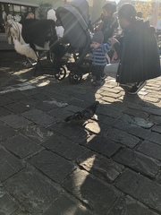 Columba livia domestica