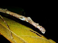 Staelonchodes geniculatus