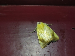 Xanthodes transversa