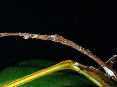 Staelonchodes geniculatus