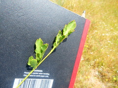 Lichtensteinia obscura