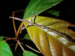 Staelonchodes geniculatus