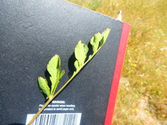 Lichtensteinia obscura