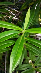 Veronica flavida