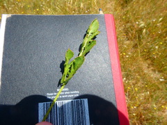 Lichtensteinia obscura
