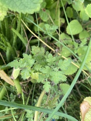 Chrysanthemum arisanense