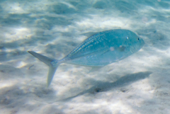 Caranx papuensis