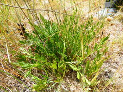 Lichtensteinia obscura